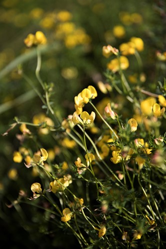 På billedet ses en vildtvoksende planteart, med gult blomsterhoved.